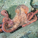 Illustration for article titled Perhaps the Most Beautiful Undersea Photography Weve Ever Seen